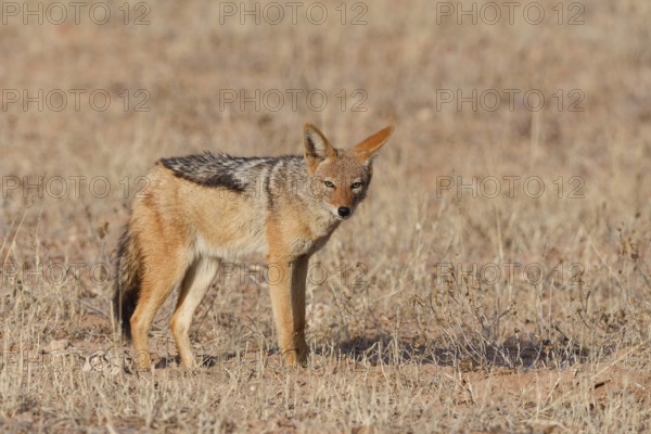 Black-backed jackal (Lupulella mesomelas), standing in the dry grass, looking at camera, alert, Kalahari desert, Kgalagadi Transfrontier Park, Northern Cape, South Africa