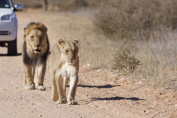 African lions (Panthera leo), two adults, male and female, walking on a dirt road, followed by an off-road vehicle, Kgalagadi Transfrontier Park, Northern Cape, South Africa