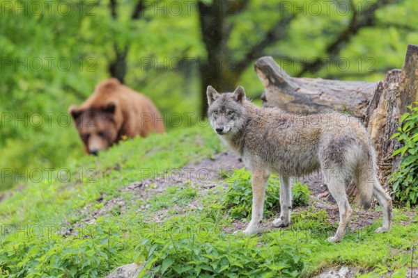 Situation awareness is crucial! A Eurasian gray wolf (Canis lupus lupus) is surprised by a European brown bear (Ursus arctos arctos) approaching from behind in a green meadow on a hill