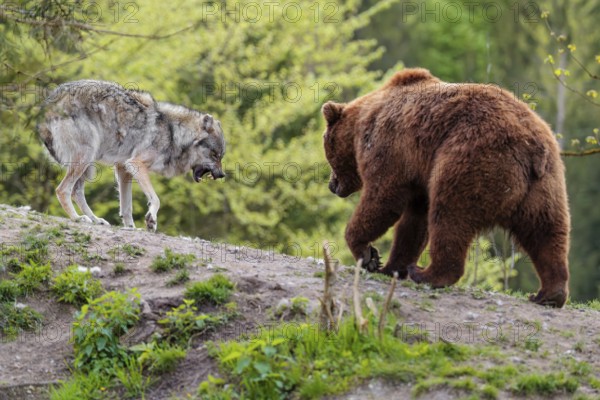 A Eurasian gray wolf (Canis lupus lupus) encounters a European brown bear (Ursus arctos arctos) in a green meadow and shows aggression, leading to a short fight without injuries