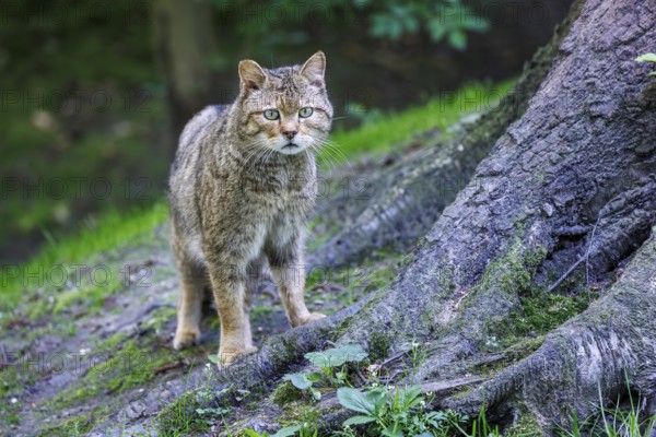 Forest cat (Felis silvestris), Germany