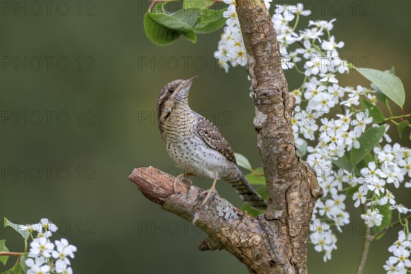 Eurasian wryneck (Jynx torquilia), Limbach, Burgenland, Austria