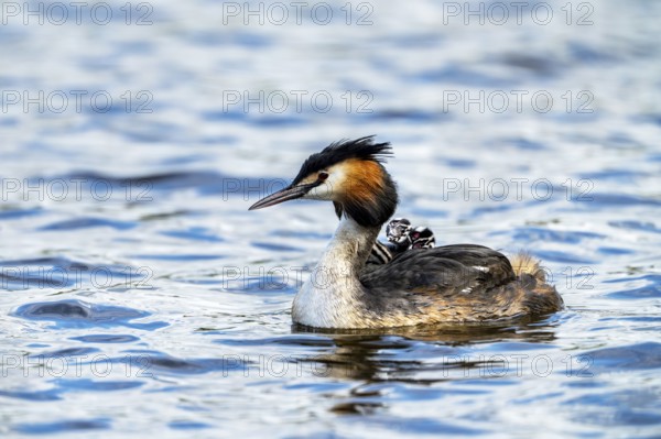 Great Crested Grebe (Podiceps scalloped ribbonfish), with chicks on its back, Vulkaneifel, Rhineland-Palatinate, Germany