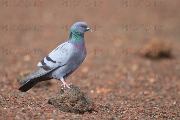 Rock Dove (Columba livia), Lanzarote, Spain