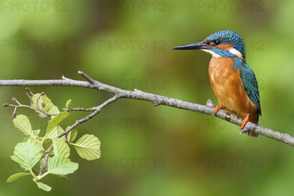 Common Kingfisher (Alcedo atthis) male, Bavaria, Germany