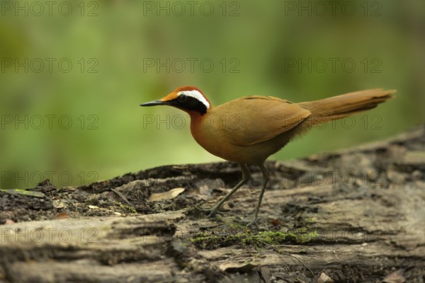 Rail-babbler (Eupetes macrocerus), Pahang, Malaysia