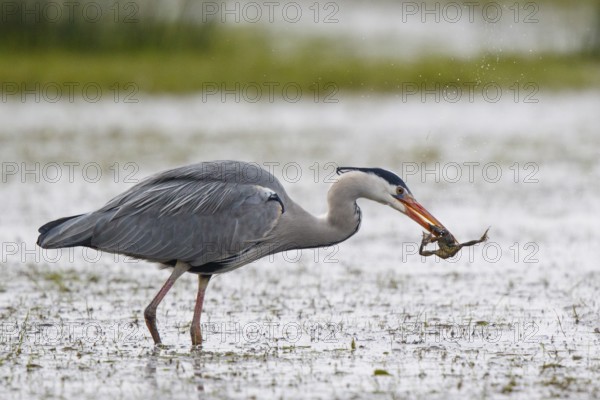 Grey Heron (Ardea cinerea) eating frog, North Rhine-Westphalia, Germany