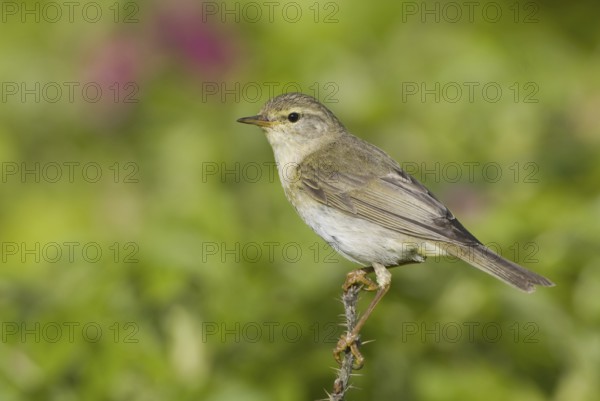 Willow Warbler (Phylloscopus trochilus), Saxony, Germany