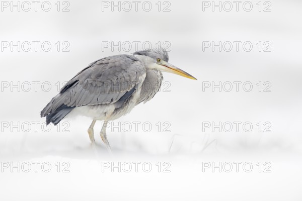 Grey Heron in white snow, wind during cold winter. Wildlife scene from Poland nature. Snow storm with bird. Heron with snow in the nature habitat