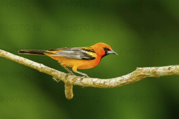 Streak-backed Oriole Icterus pustulatus microstictus El Tuito, Jalisco, Mexico 12 June Adult Male Icteridae