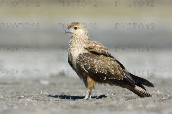 Whistling Kite (Haliastur sphenurus), Victoria, Australia