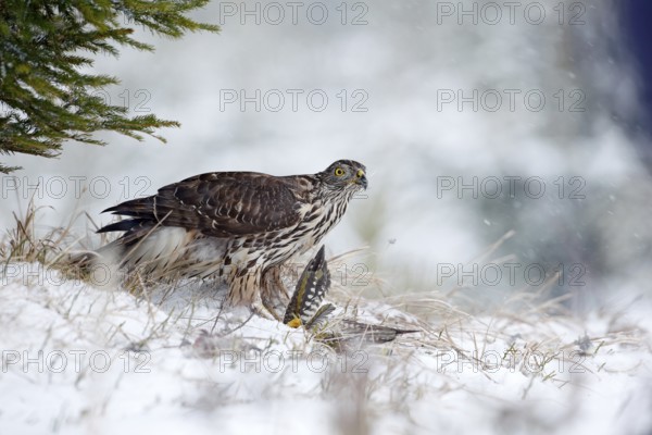 Winter forest with Goshawk. Wildlife scene from Germany nature. Bird of prey Goshawk kill bird and sitting on the snow meadow with open wings, blurred snowy forest in background