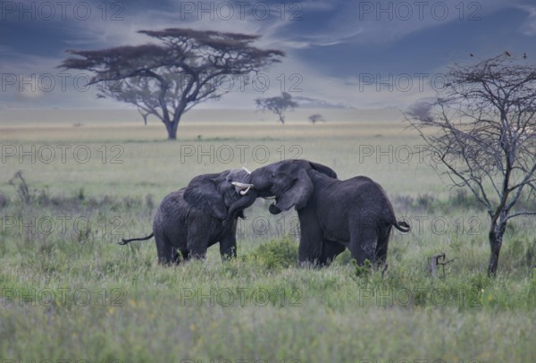 Afrikanischer Elefant (Loxodonta africana) zwei kämpfende Bullen in Savanne, Serengeti National Park, Tansania | African elephant (Loxodonta africana) two fighting bulls, Serengeti National Park; Tanzania