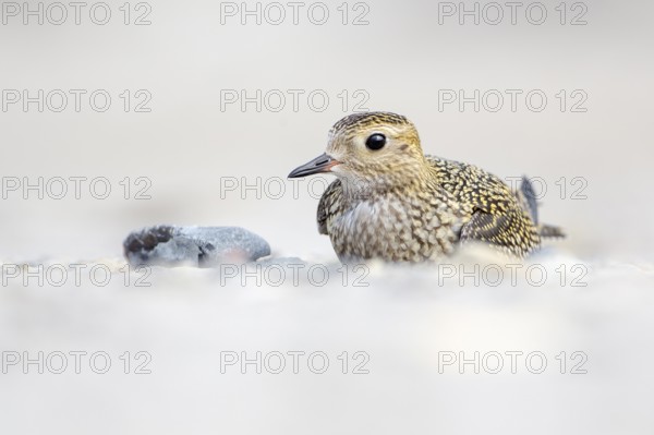 European Golden Plover (Pluvialis apricaria), Schleswig-Holstein, Germany