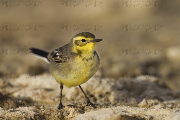 Citrine Wagtail (Motacilla citreola), Oman