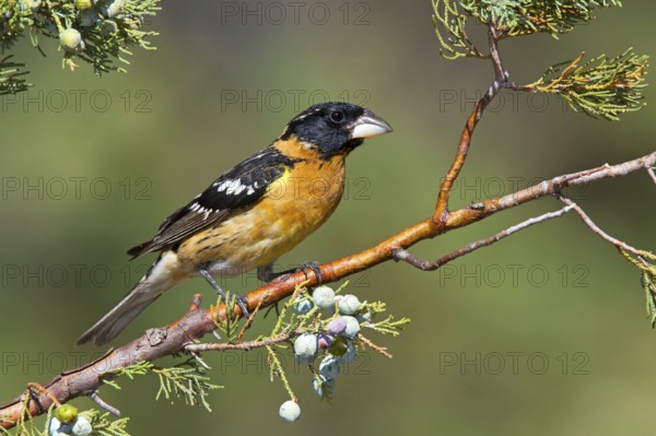 Black-headed Grosbeak Pheucticus melanocephalus Santa Rita Mountains, Santa Cruz County, Arizona, United States 16 May Adult Male Cardinalidae