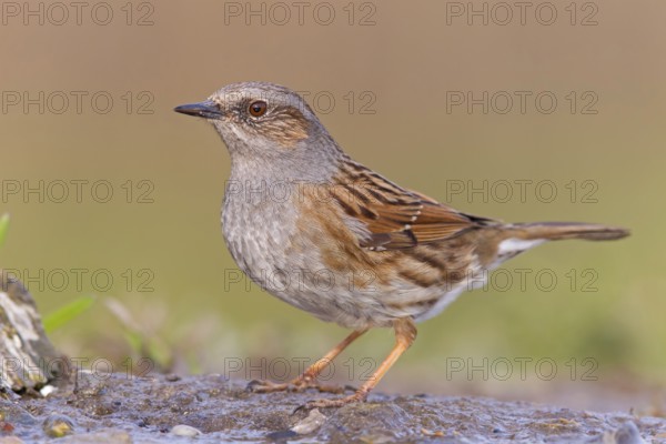 Dunnock (Prunella modularis), Rhineland-Palatinate, Germany