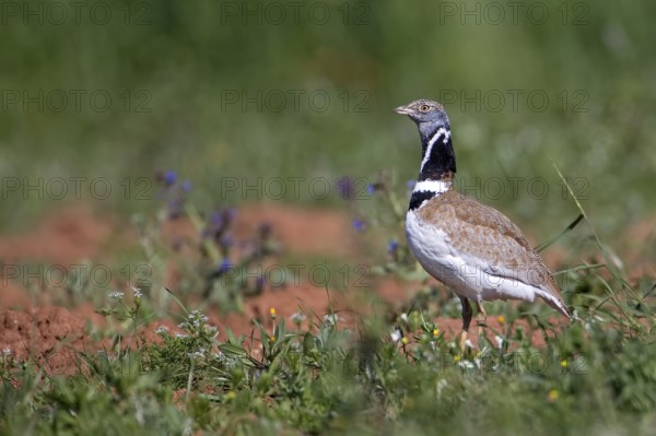 Little Bustard (Tetrax tetrax) male, Extremadura, Spain