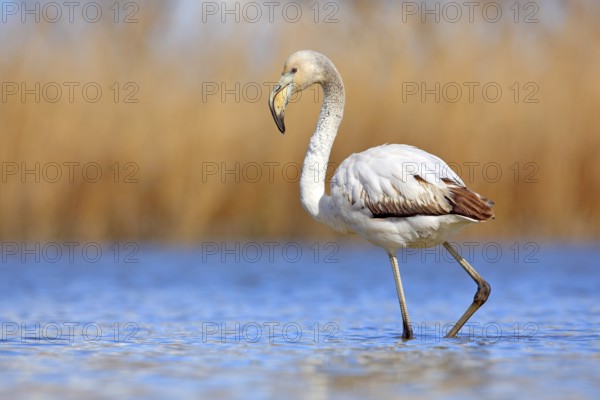 Young Greater Flamingo, Phoenicopterus ruber, nice pink big bird in the blue water, Camargue, France. Wildlife scene from summer nature. Water grass with bird. Small grey flamingo cub