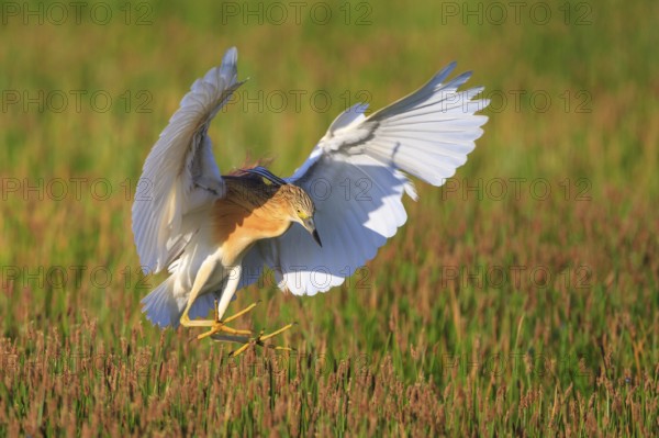 Squacco Heron (Ardeola ralloides) flying, Greece