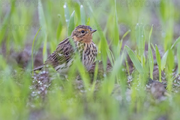 Red-throated Pipit (Anthus cervinus) male, Grobnik, Croatia