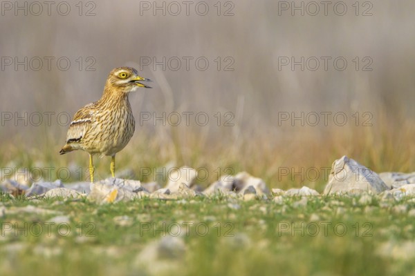 Eurasian Stone-curlew (Burhinus oedicnemus) in field, Dalmatia, Croatia