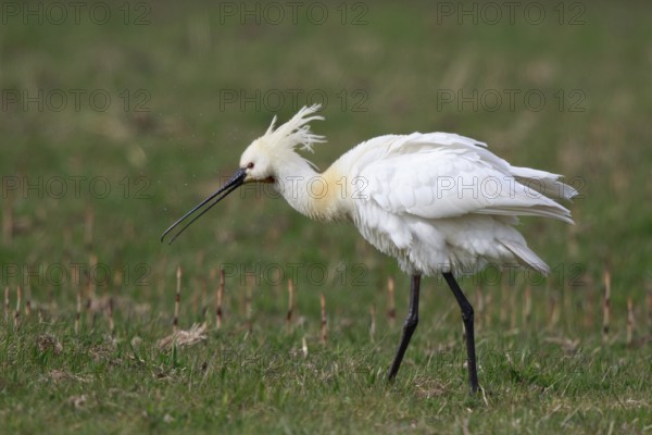 Eurasian Spoonbill (Platalea leucorodia), Netherlands