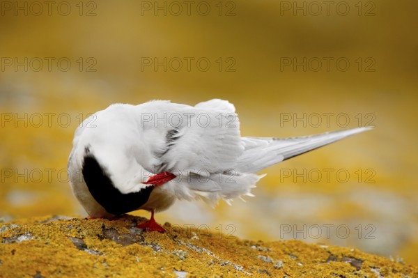 Arctic Tern (Sterna paradisaea) preening, Farne Islands, United Kingdom