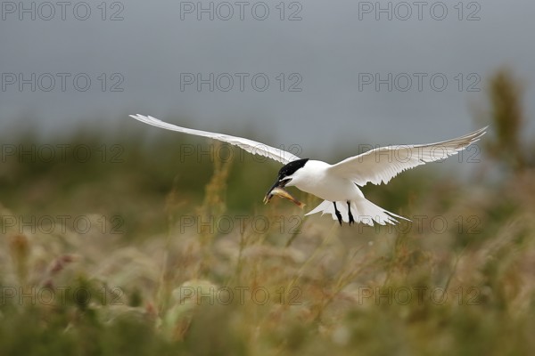 Sandwich Tern (Thalasseus sandvicensis) flying with fish in its beak, Farne Islands, United Kingdom
