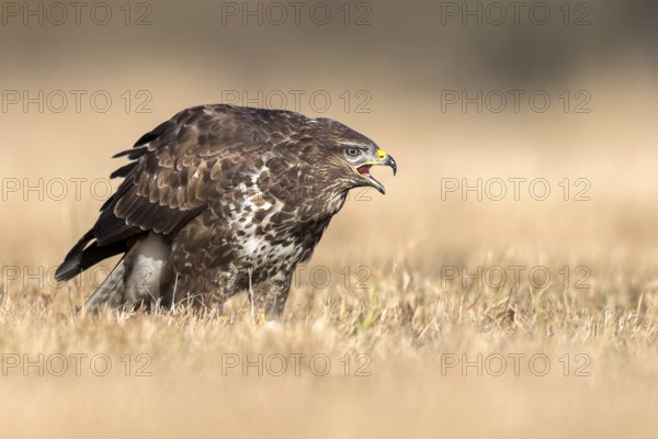 Common Buzzard (Buteo buteo) calling, Saxony-Anhalt, Germany