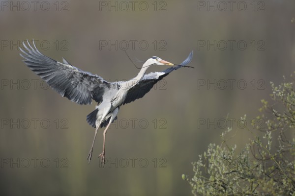 Grey Heron (Ardea cinerea) flying with nesting material, North Rhine-Westphalia, Germany