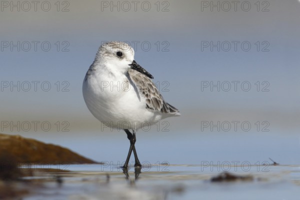 Sanderling (Calidris alba) foraging, Victoria, Australia