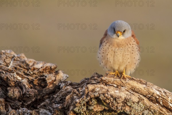 Lesser Kestrel (Falco naumanni), male reting on dry trunk, Castile-La Mancha, Spain