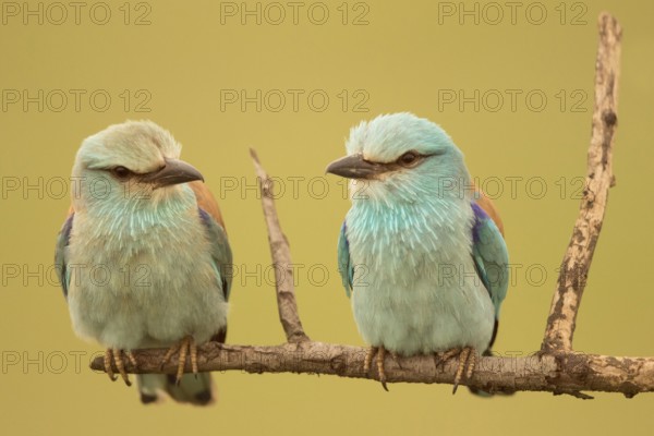 European Roller (Coracias garrulus) pair perched on a branch, Serbia