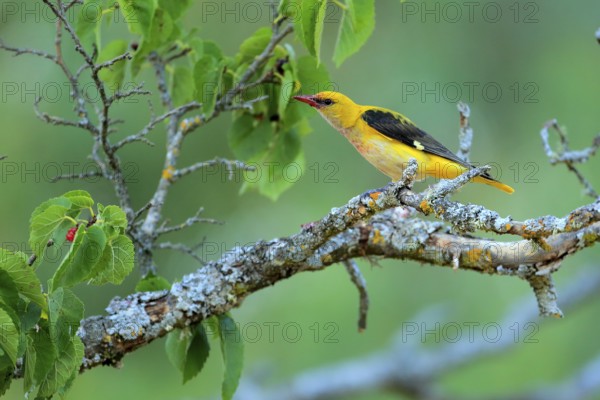 Eurasian Golden Oriole (Oriolus oriolus) male feeding on Black mulberry (Morus nigra) berries, Andalusia, Spain