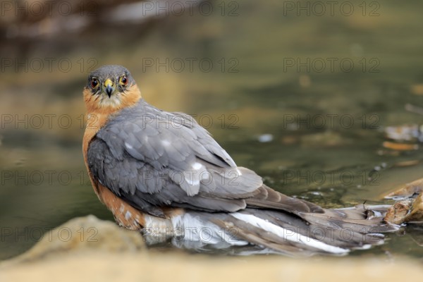 Eurasian Sparrowhawk (Accipiter nisus) male at a waterhole, Andalusia, Spain