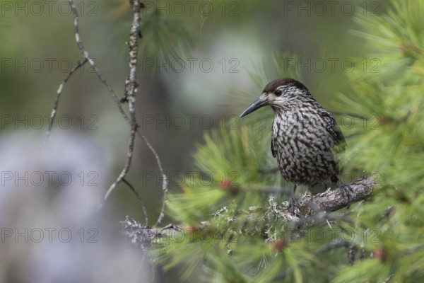 Nutcracker - Tannenhäher - Nucifraga caryocatactes ssp. caryocatactes, Russia (Ural), adult