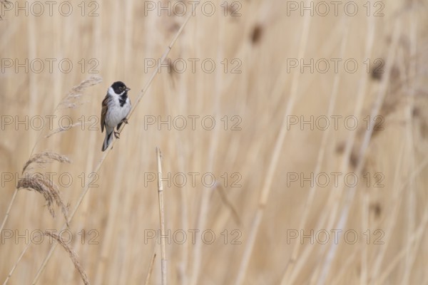 Reed Bunting - Rohrammer - Emberiza schoeniclus ssp. schoeniclus, Germany, adult male