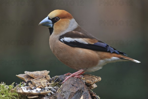 Hawfinch (Coccothraustes coccothraustes) male, Bavaria, Germany