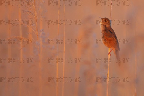 Savi's Warbler (Locustella luscinioides) singing, Bern, Switzerland
