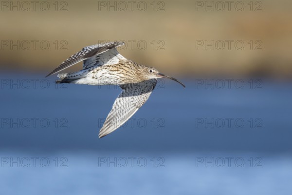 Eurasian Curlew (Numenius arquata) male flying, Netherlands