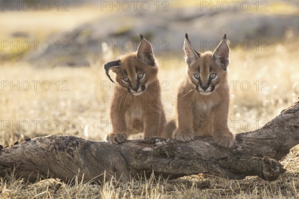 Caracal (Caracal caracal) two cubs on tree trunk, Castile-La Mancha, Spain