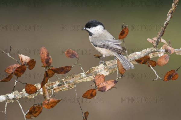 Carolina Chickadee (Poecile carolinensis) perched on a branch, Texas, USA
