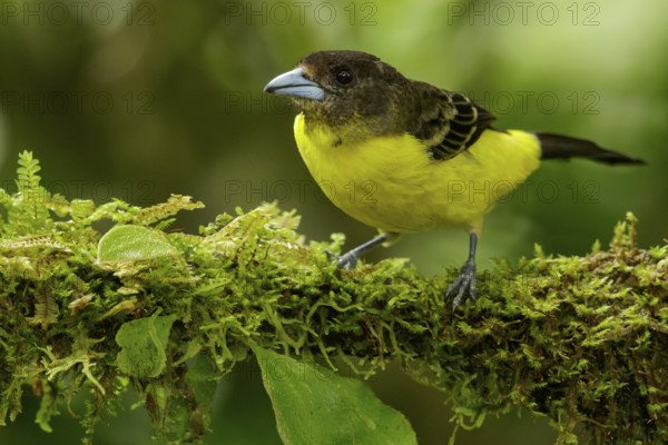 Lemon-rumped Tanager (Ramphocelus icternotus) perched on a branch in the Andes mountains of Colombia
