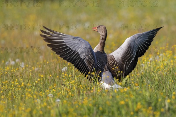 Greylag Goose (Anser anser) flapping, Baden-Wuerttemberg, Germany