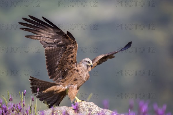 Black Kite (Milvus migrans) landing, Madrid, Spain