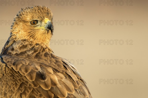 Bonelli's Eagle (Aquila fasciata) juvenile, Castile-La Mancha, Spain