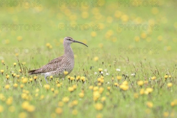 Whimbrel (Numenius phaeopus) on flowering meadow, Iceland