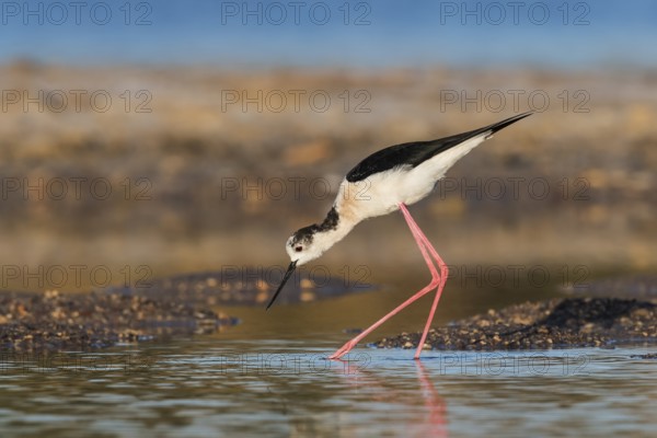 Black-winged Stilt (Himantopus himantopus) foraging, Eilat, Israel