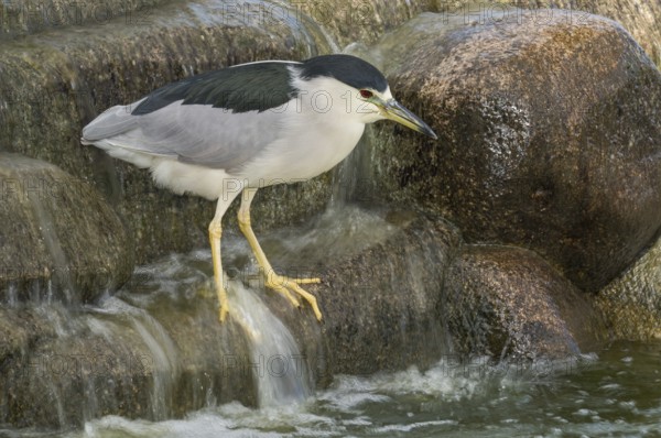 Black-crowned Night Heron (Nycticorax nycticorax), Arizona, USA